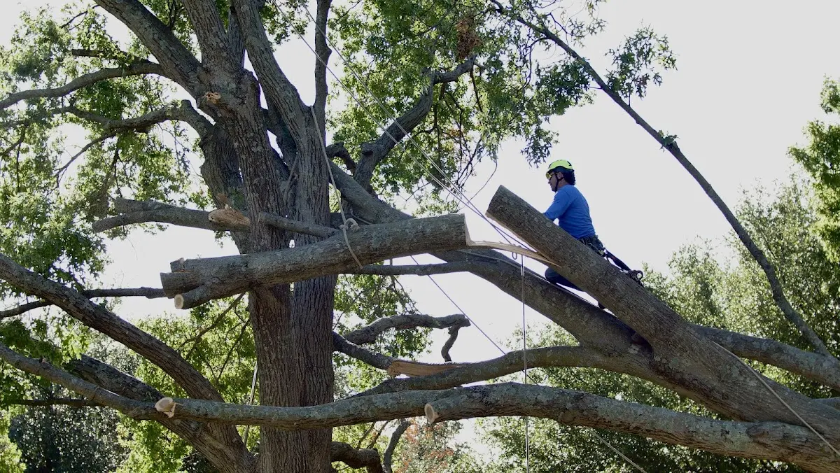 Professional Crown Thinning performed by certified arborists in Eagle